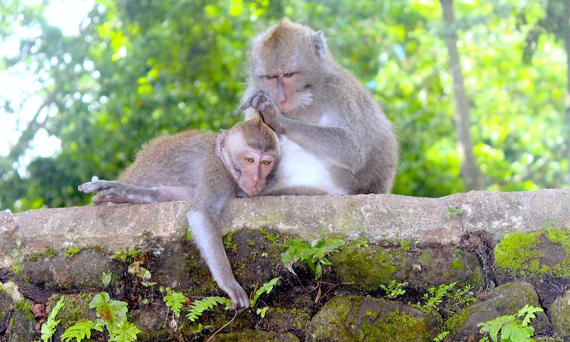 Monkey forest ubud